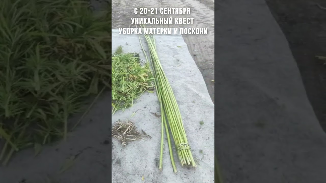 С 20 21 сентября 2024 года на уникальный квест Уборка Матерки и Поскони с элементами эко туризма!