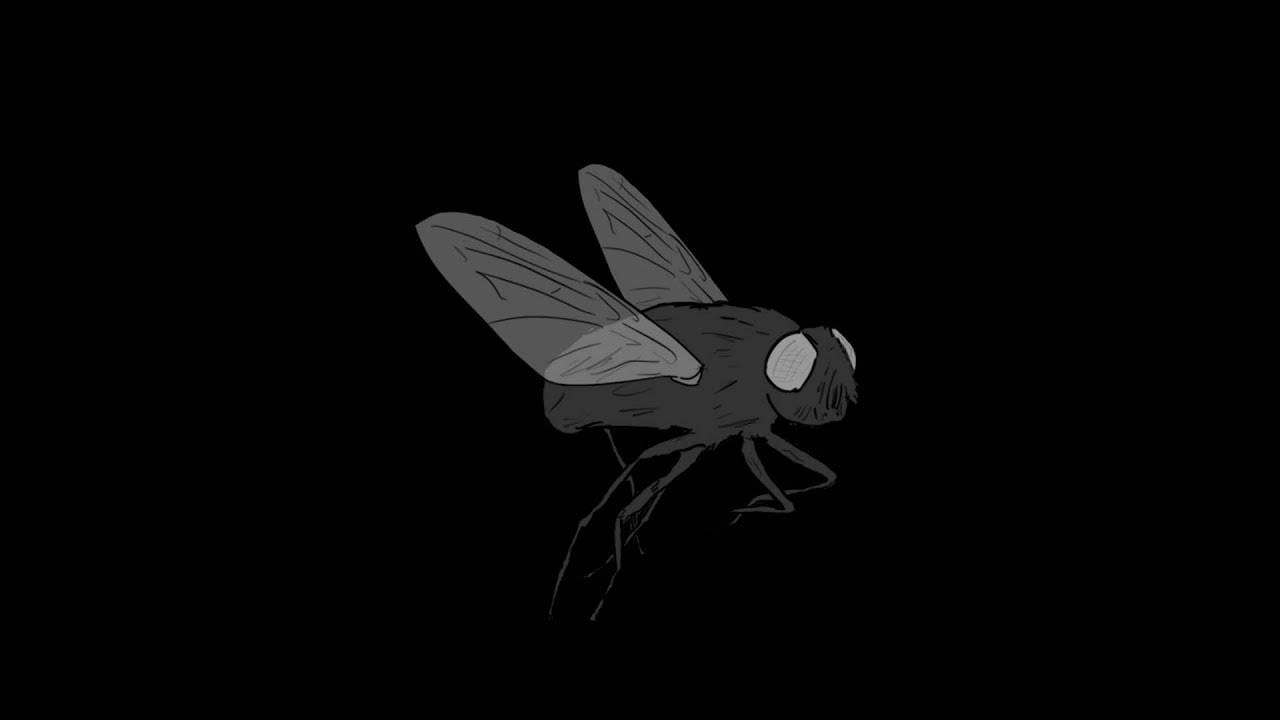 Fly on a Windshield/Broadway Melody of 1974 Illustrated