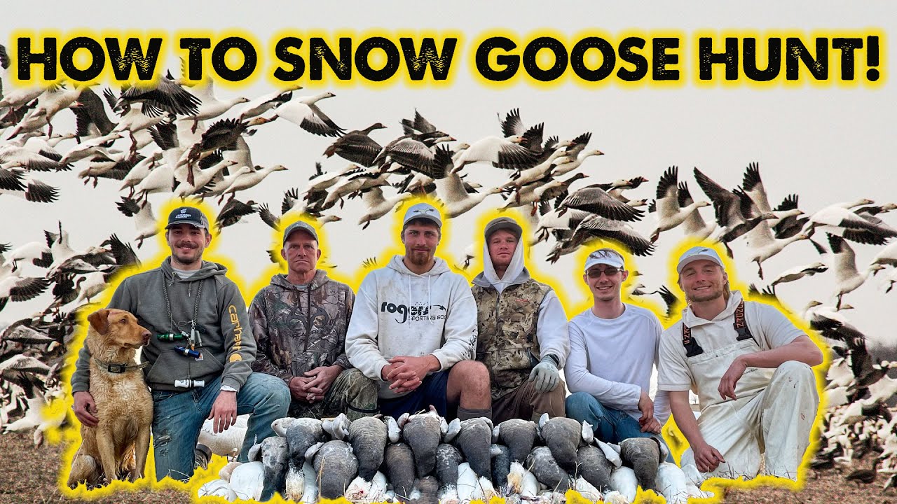 How to Snow Goose Hunt! - A Beginner's Guide (Decoys for SALE)