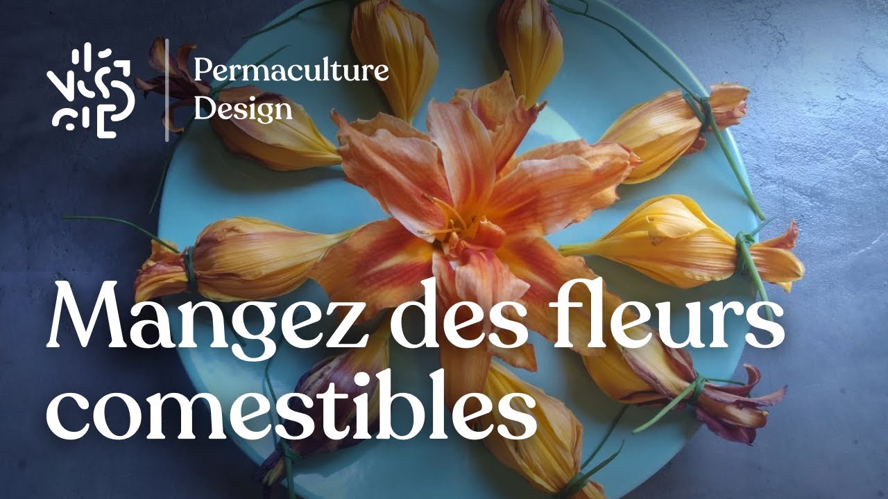 Fleurs comestibles&nbsp;cultiv&eacute;es et sauvages : h&eacute;m&eacute;rocalle, bourrache&hellip;