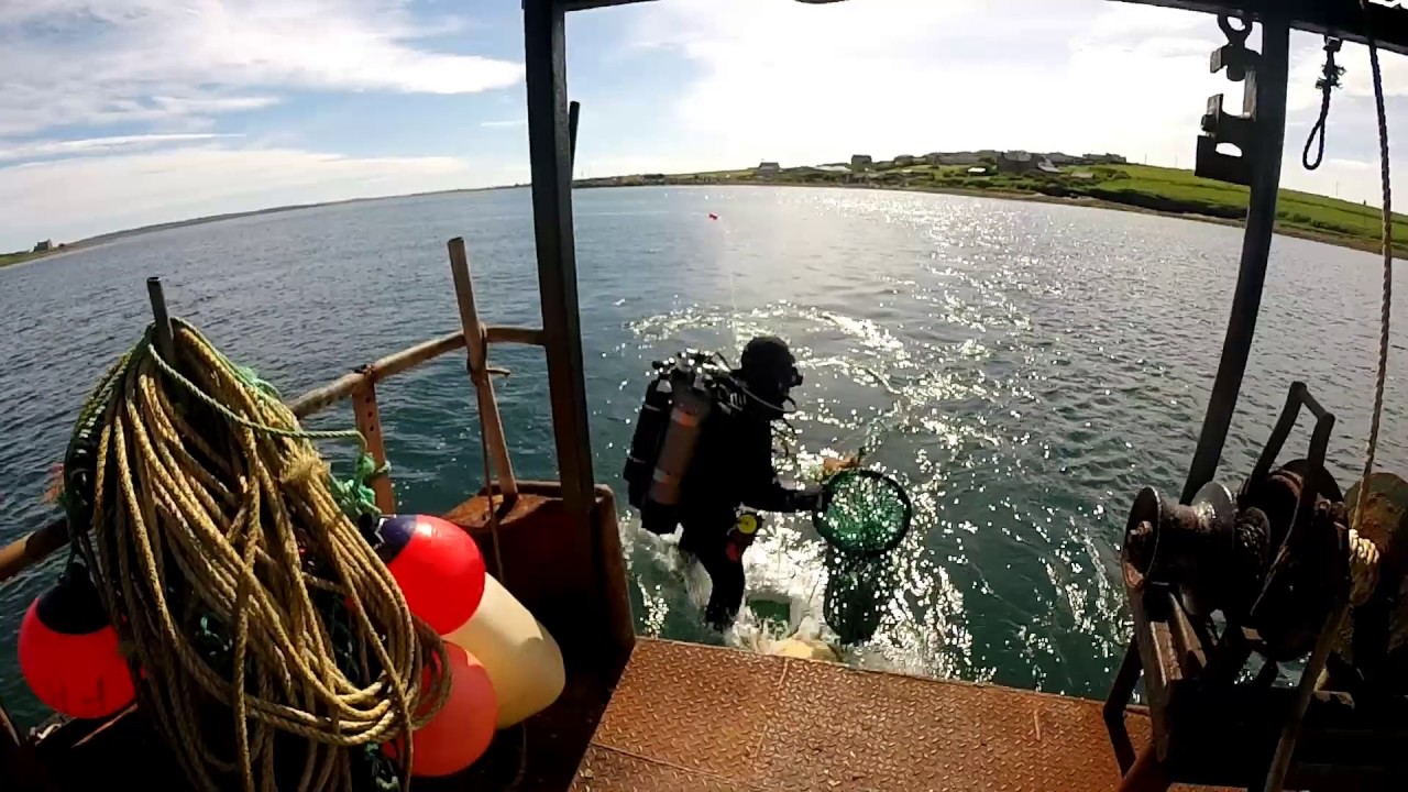 Scallop Divers Orkney - Polish Diving Scotland
