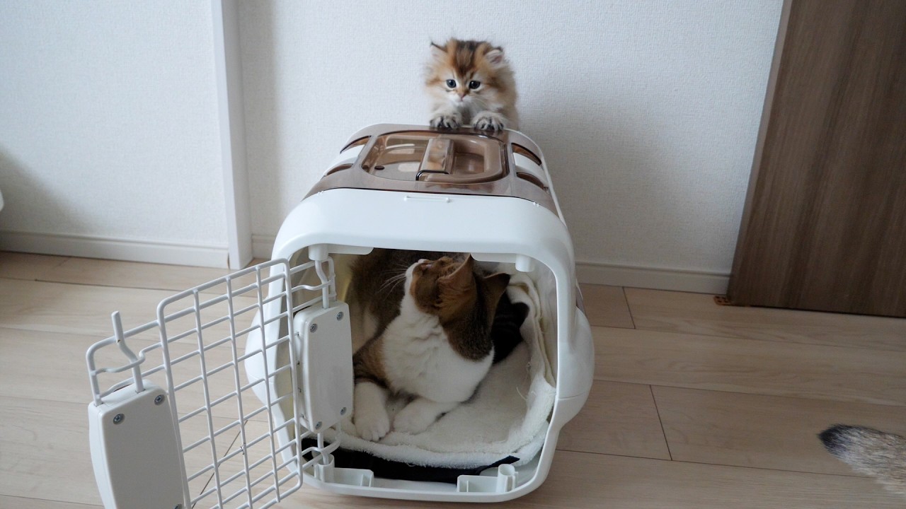 Kitten Nico is the first to get into the carrying case, even though he doesn't go to the hospital!
