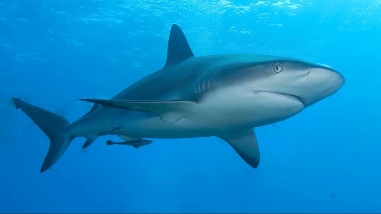 Facts: The Caribbean Reef Shark
