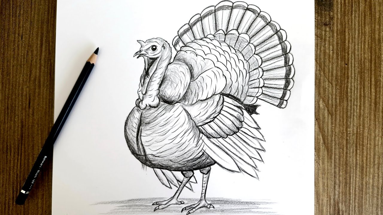 How to Draw a Turkey for Thanksgiving / Step by Step Pencil Drawing Tutorial 