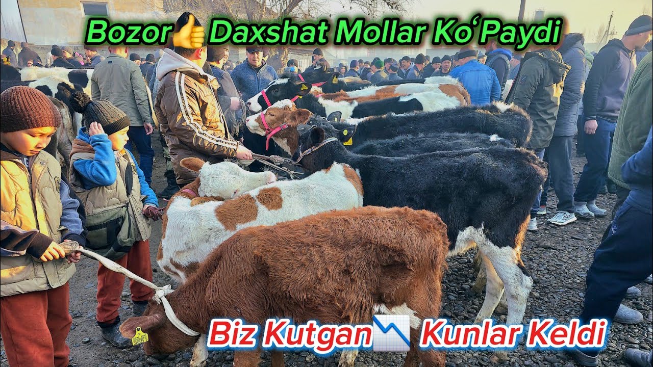 Yangiqoʻrgʻon⛳️Buvayda CHORVA Bozori✅️ HUNOJINLAR KOʻPAYDI #dangalsavdo #chorva #cow #mol #molbozor 