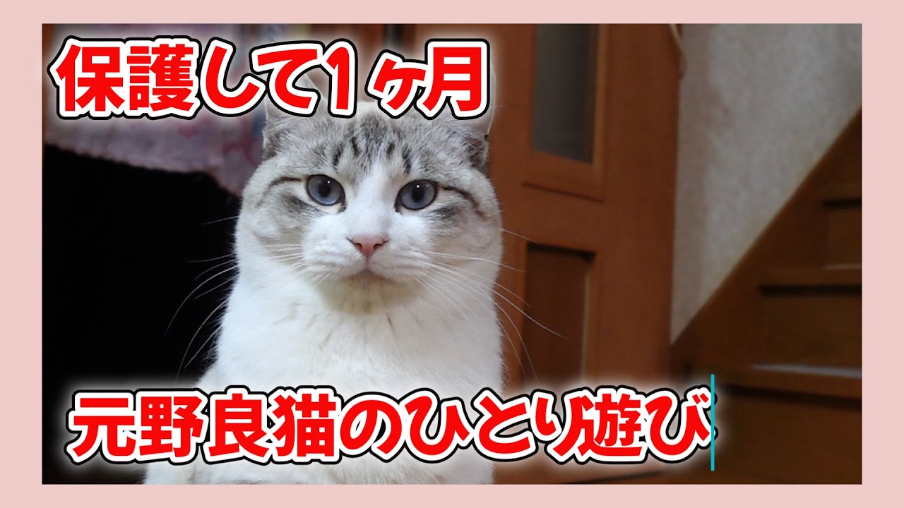 【のんびりさん家の保護猫】保護から1ヶ月元野良猫のひとり遊び / A former stray cat playing alone one month after being rescued
