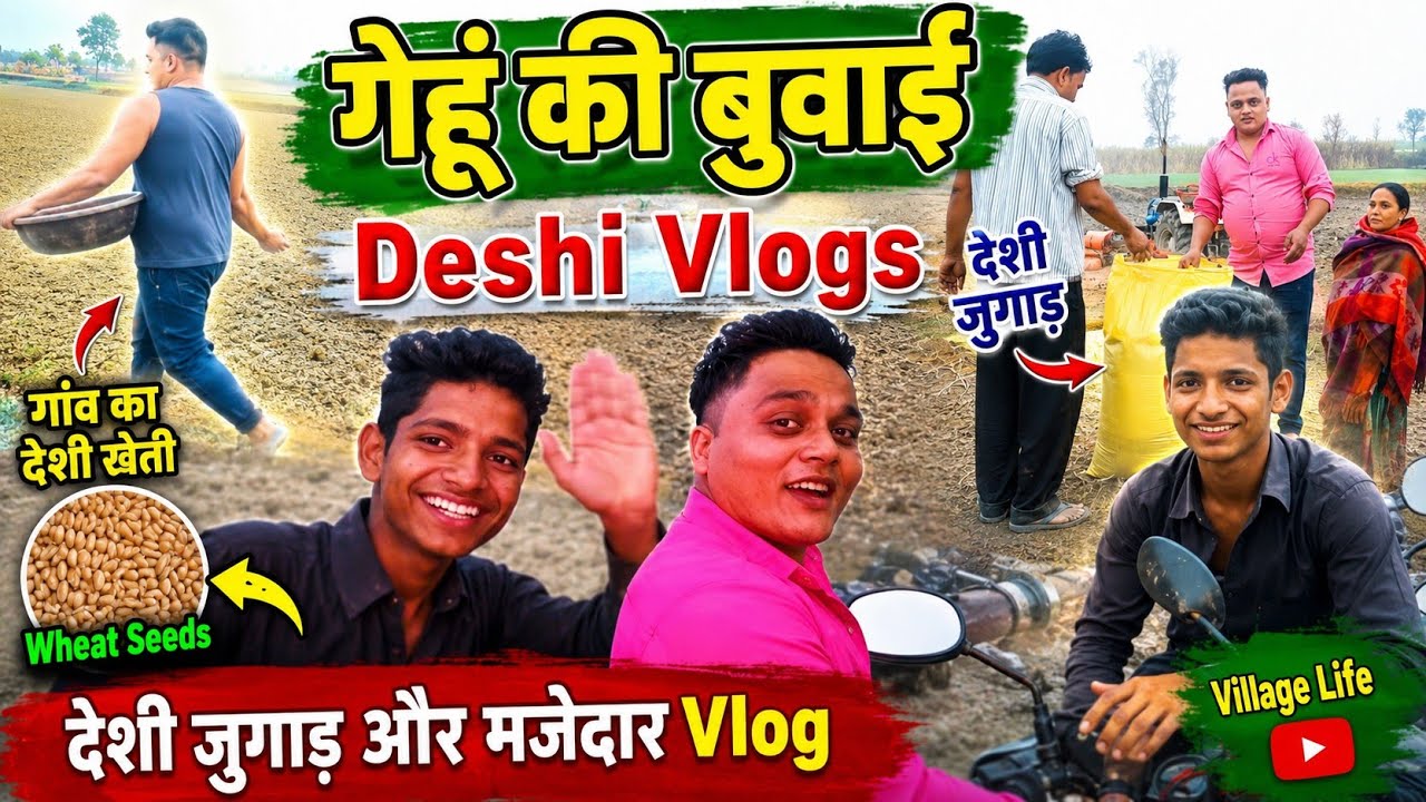 Genhu_ki_Buvai_Deshi_vlogs_video#village_vlog Wheat_seeds। गांव_का_देशी_खेती_देशी_जुगा@RajaVlogs726