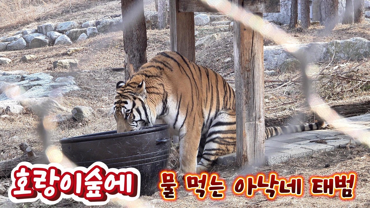 호랑이숲에 물 먹는 아낙네 태범(2026 03 17)(봉화sun)(호랑이숲)