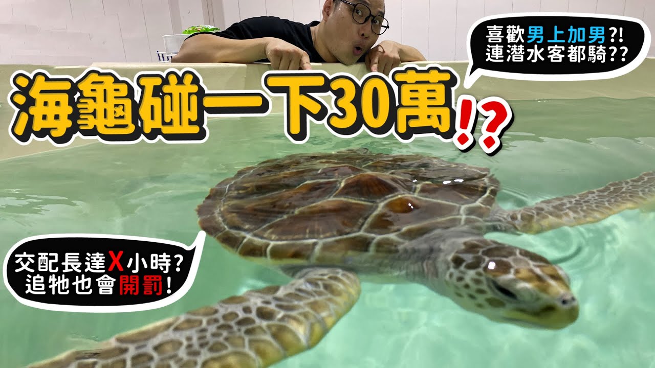 【從零開始養】海龜碰一下30萬!!喜歡男上加男?交配長達X小時?連潛水客都騎?追牠居然也開罰?海龜會吃毒水母?那吃海龜會中毒嗎?【許伯簡芝】綠蠵龜!