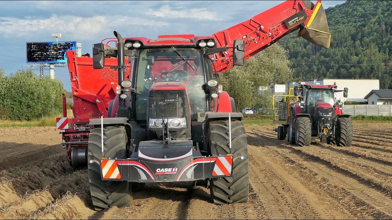 Сбор картофеля 2025 с техникой Case IH Puma 200 - 175 cvx, MXU 135 и Grimme SE 260