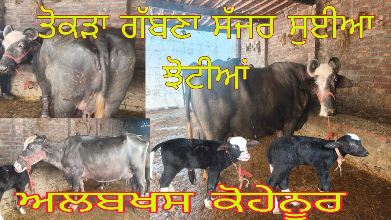 ਫ਼ੋਨ 90417-96783 ਨੀਲੀ ਰਾਵੀ ਤੋਕੜਾ ਗੱਬਨਾ ਚੰਗੇ ਰਿਕਾਰਡ ਵਾਲੀਆ ਝੋਟੀਆਂ ਤੇ ਤਾਜੀਆਂ ਸੂਈਆਂ ਲੁੱਟ ਲਓ ਮੇਲਾ 