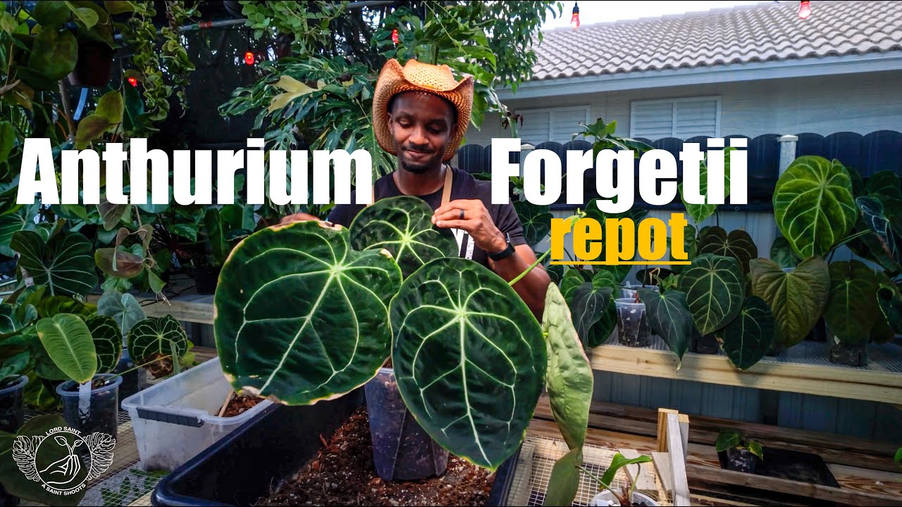 REPOTTING MY GIANT ANTHURIUM FORGETII | Trying a new soilless potting mix 🌱