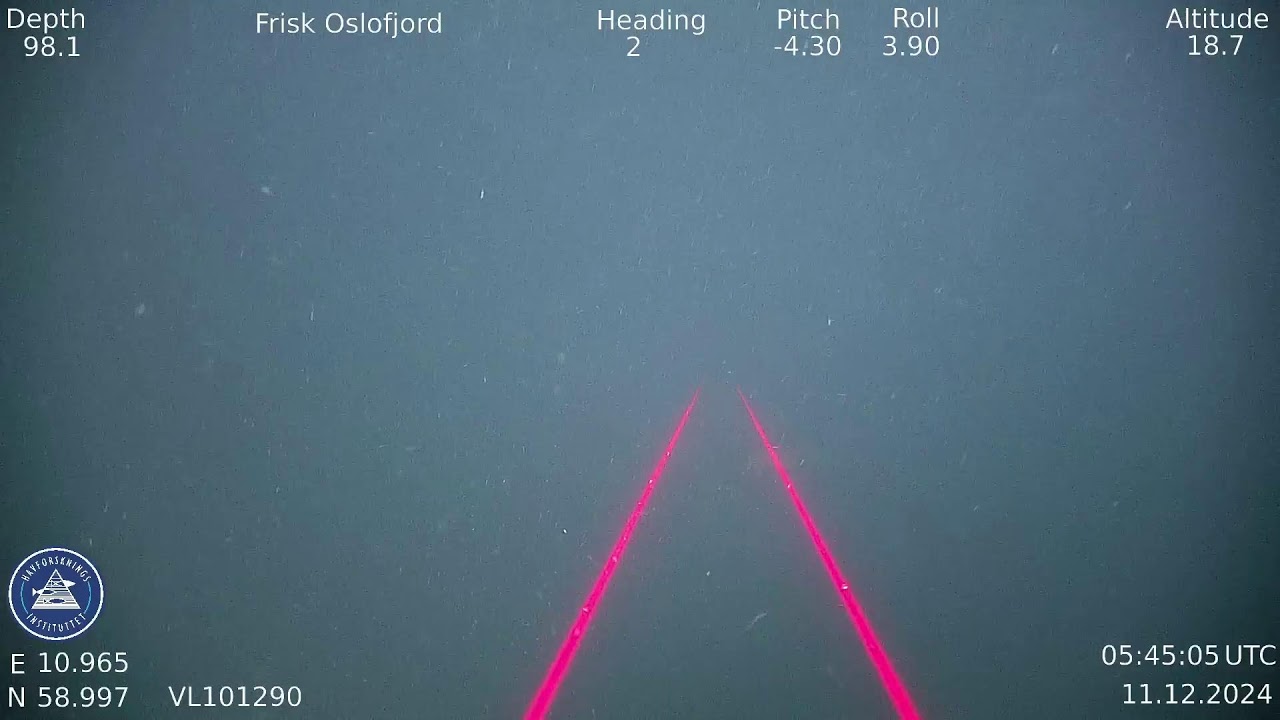 Frisk Oslofjord ROV Freyja LIVE