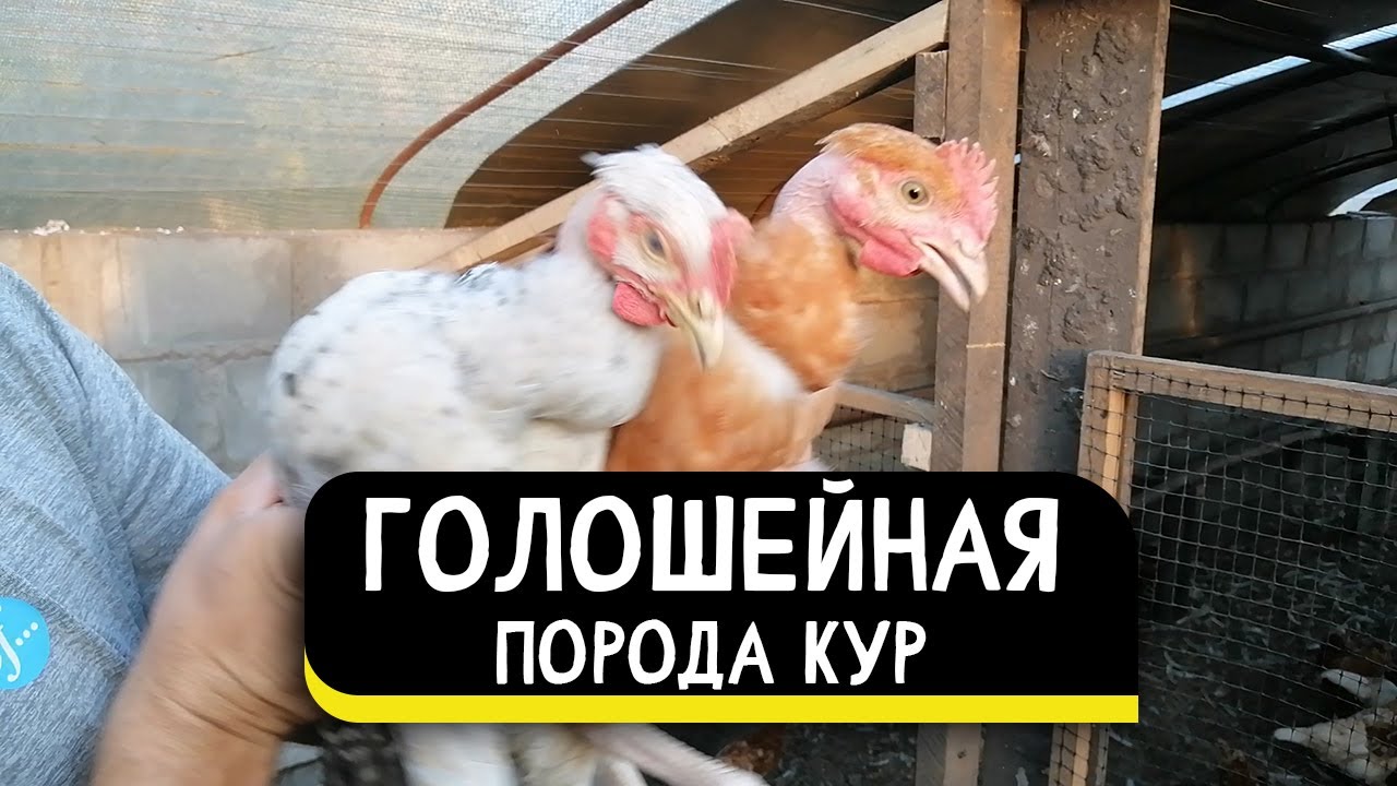 Сделали загородку в курятнике-теплице. Голошейная порода кур не уживается с Ломан Браун.