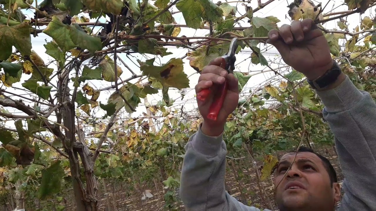 توضيح وشرح نموذج التقليم للصنف البرايم سيدلس Prime seedless لعام ٢٠٢١م