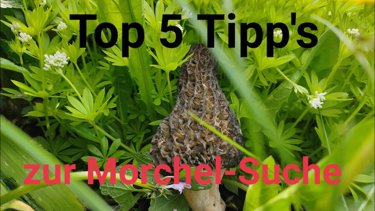 Meine Top 5 Tipp's zur Morchel-Suche