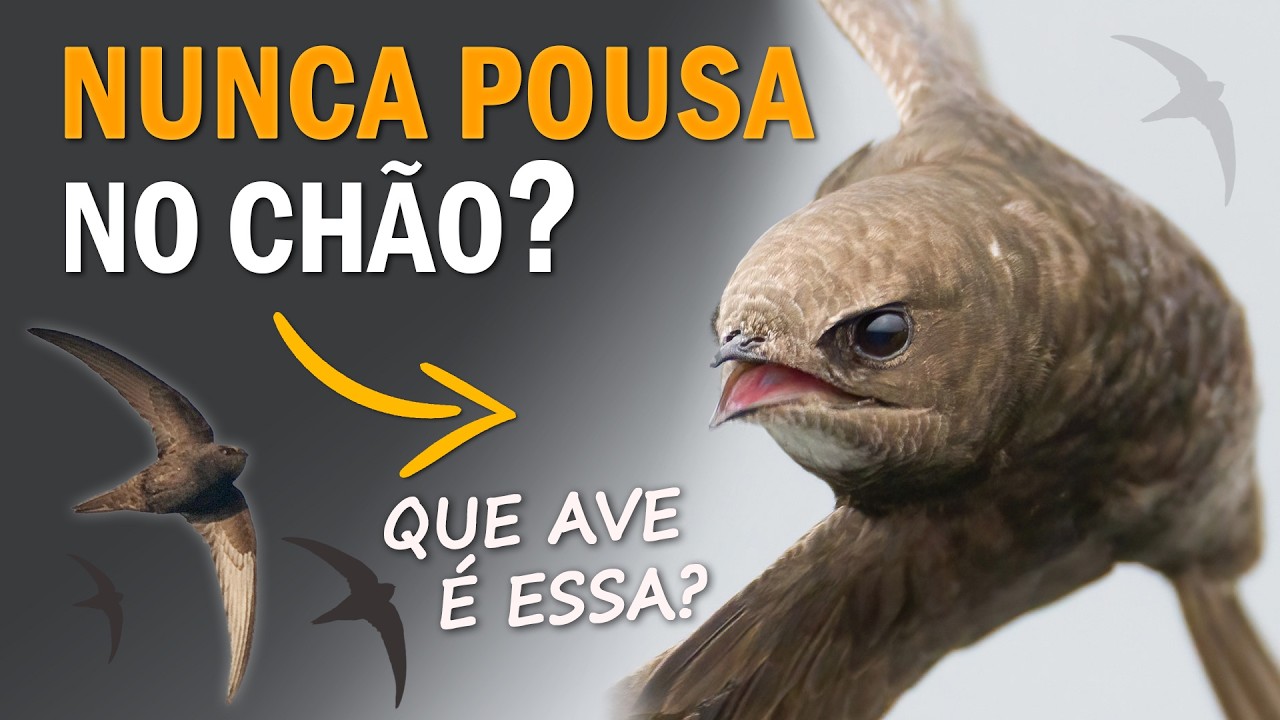 Qual a AVE que NUNCA POUSA NO CH&Atilde;O? Ornit&oacute;logo Responde #34