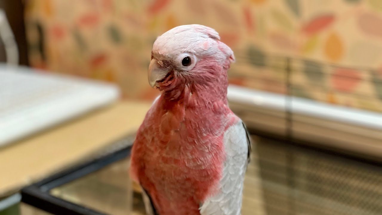 FREAK モモイロインコ 男の仔 雛 1羽のみ販売中