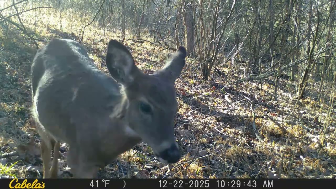 Game Camera Footage 2025 04