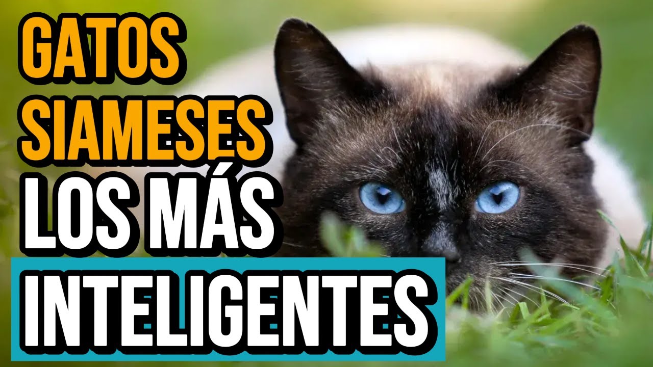 20 datos que DEBES saber sobre GATOS SIAMESES
