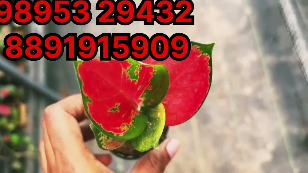 Top rare Thai verity aglonema seedlings 70 രൂപ മുതൽ,  അടിപൊളി offer sale video 
