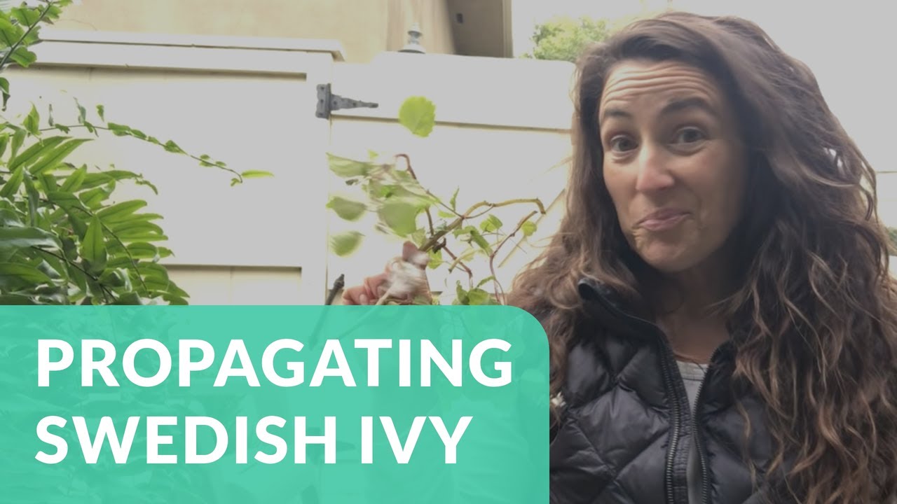 How to Propagate Swedish Ivy
