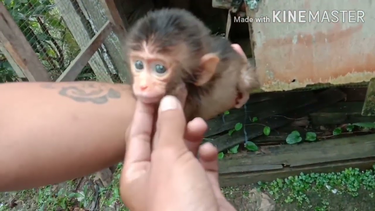 melihat anak BERUk. di dapatkan sewaktu berburu..