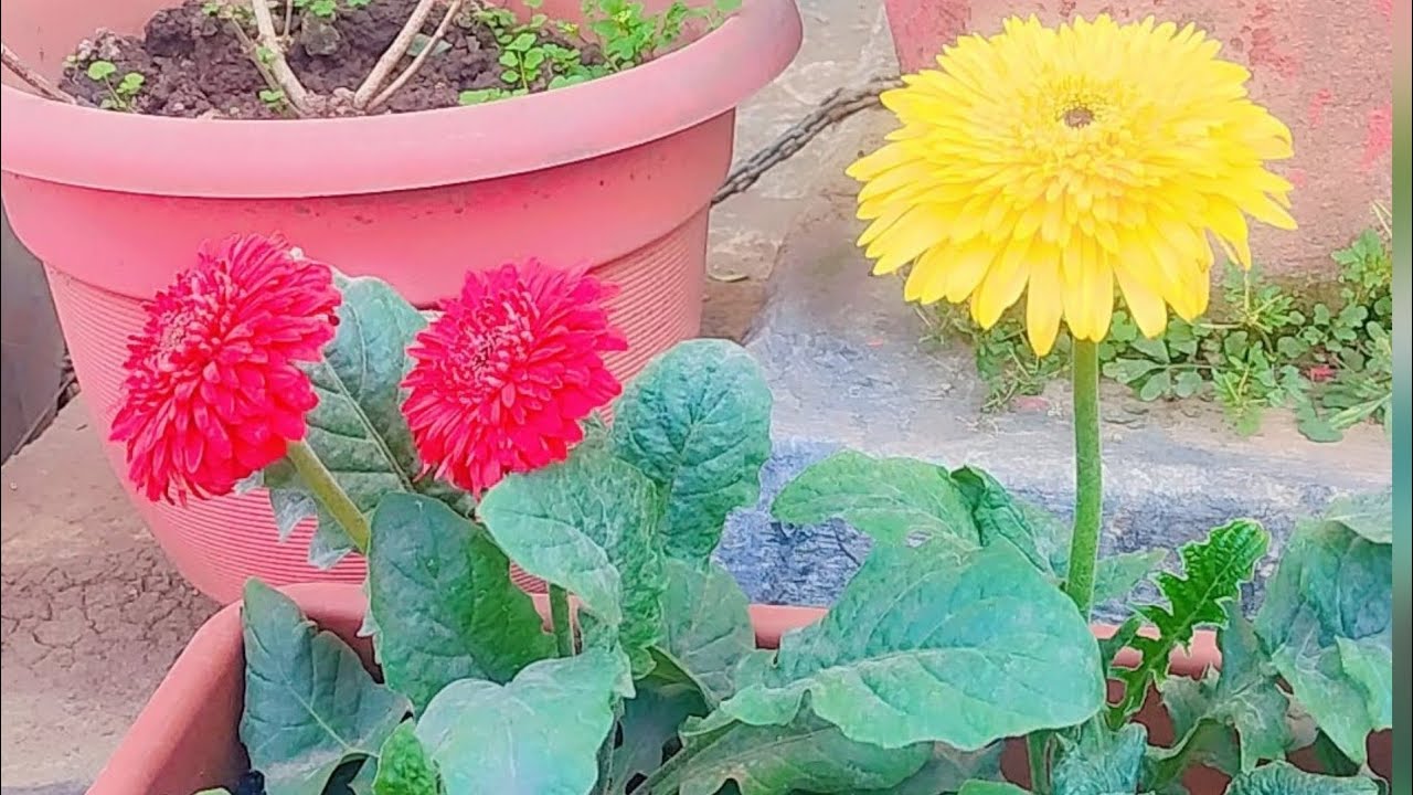 #homedecorplants #ideas with various flowering plants #thelittlecreations