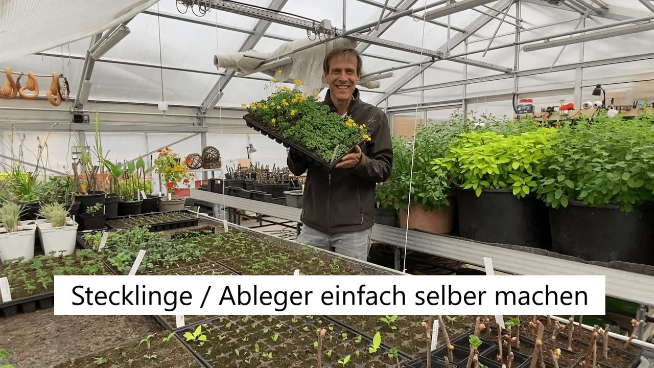 Stecklingsvermehrung einfach erklärt 💚 So könnt ihr unbegrenzt Kräuter, Beeren und Gehölze vermehren