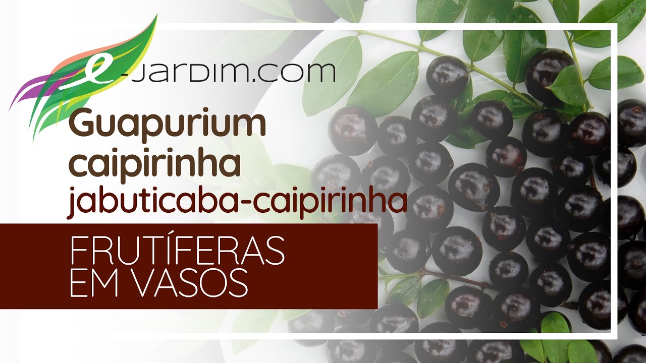 Jabuticaba Caipirinha Batizada Cientificamente: Guapurium caipirinha