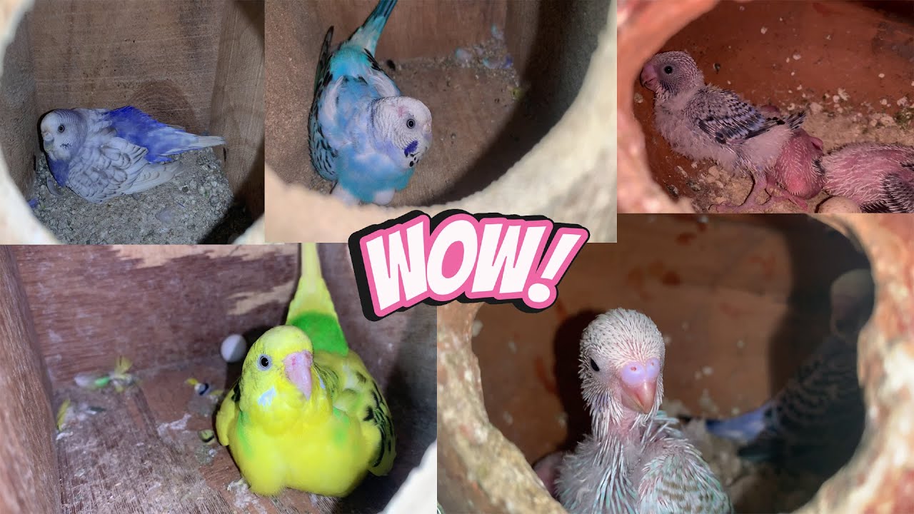 25 PAIR BUDGIES PARROT ZABARDAST BREEDING PROGRESS 💕💕 Beautiful Aviary