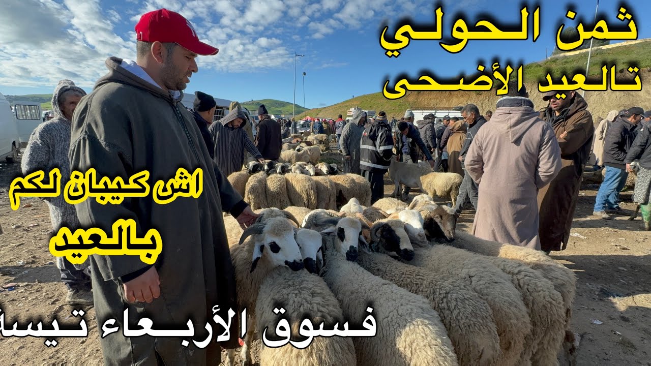 ثمن حولي تالعيد أضحى 😱😳 فسوق أربعاء تيسة اقليم تاونات 11/03/2026