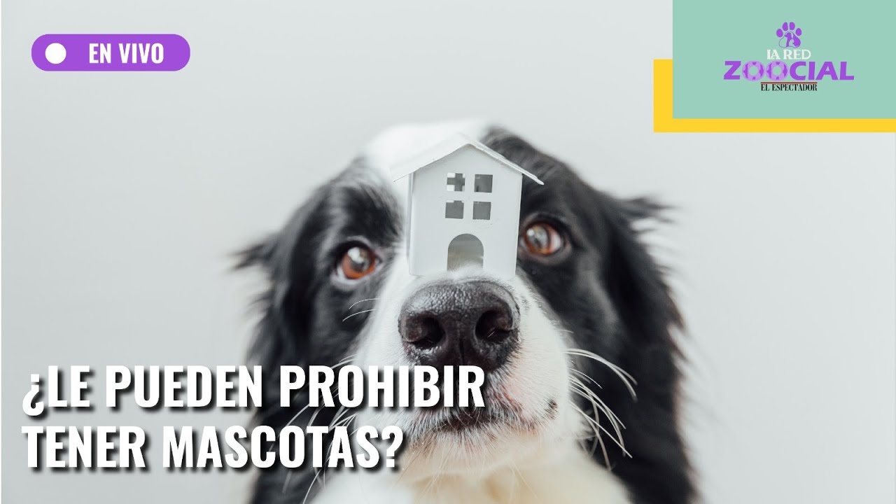 Así funciona la tenencia de mascotas en propiedad horizontal | El Espectador