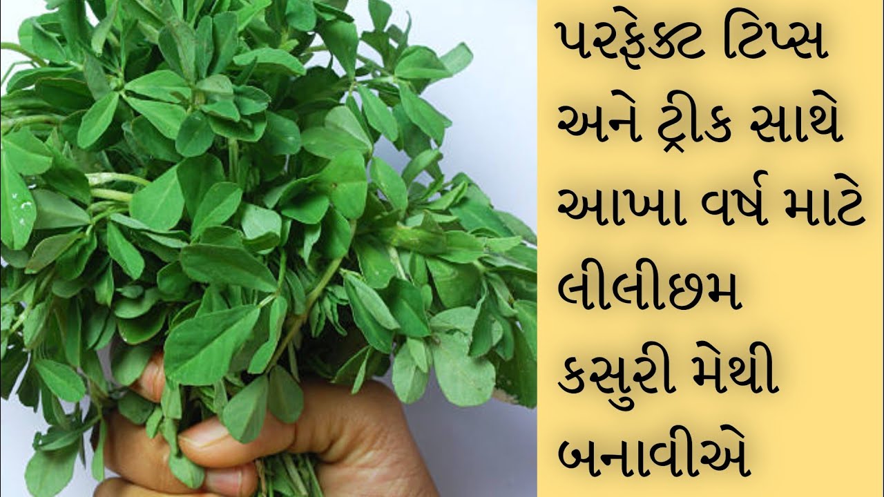 માર્કેટ માં લીલીછમ મેથી ભાજી આવી છે ચાલો બનાવીએ  લીલીછમ કસુરી મેથી 