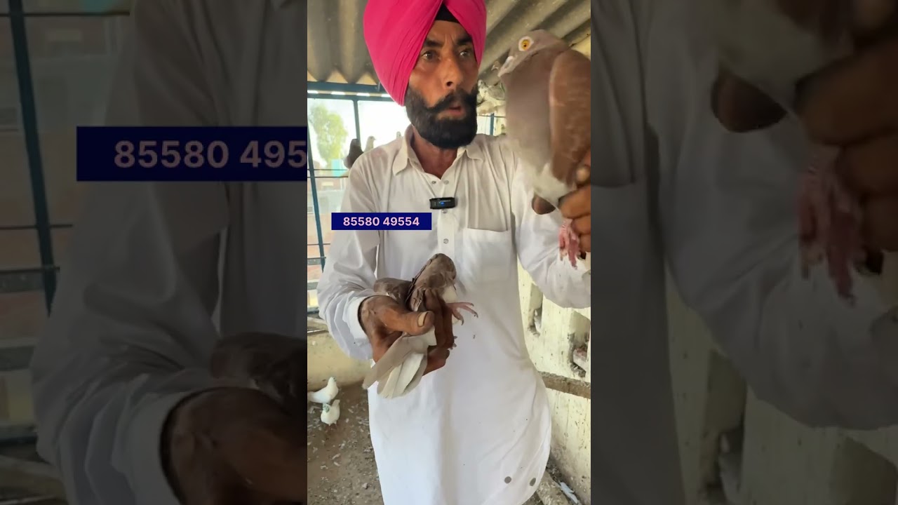 ਬਾਬੇ ਧੰਨੇ ਵਾਲੇ ਅਤੇ ਬਾਬੇ ਮੁਖਤਿਆਰ ਲਹਿਰਾ ਬੇਗਾ ਵਾਲੇ ਕਬੂਤਰ DC ਬੇਗਾ ਬਿੰਦਰ ਪੁਹਲਾ ਵਾਲੇ ਕਬੂਤਰਾਂ ਦਾ ਸੌਕ 