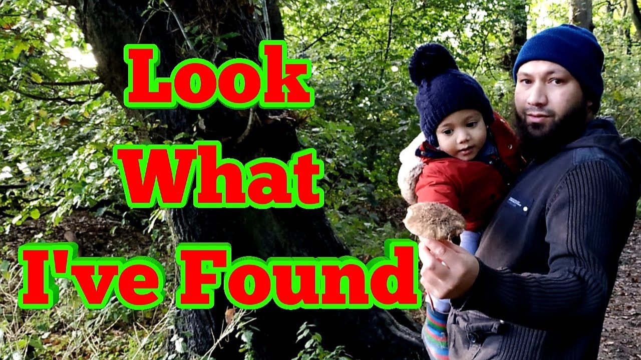 October Mushroom Hunting UK - Mushroom Foraging UK