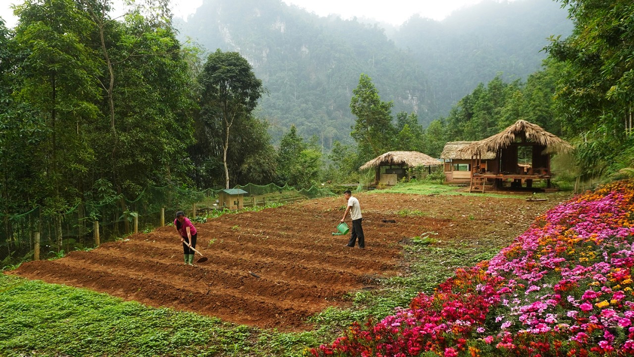 Plant a new vegetable garden, repair a 2-story house, life in the forest DK
