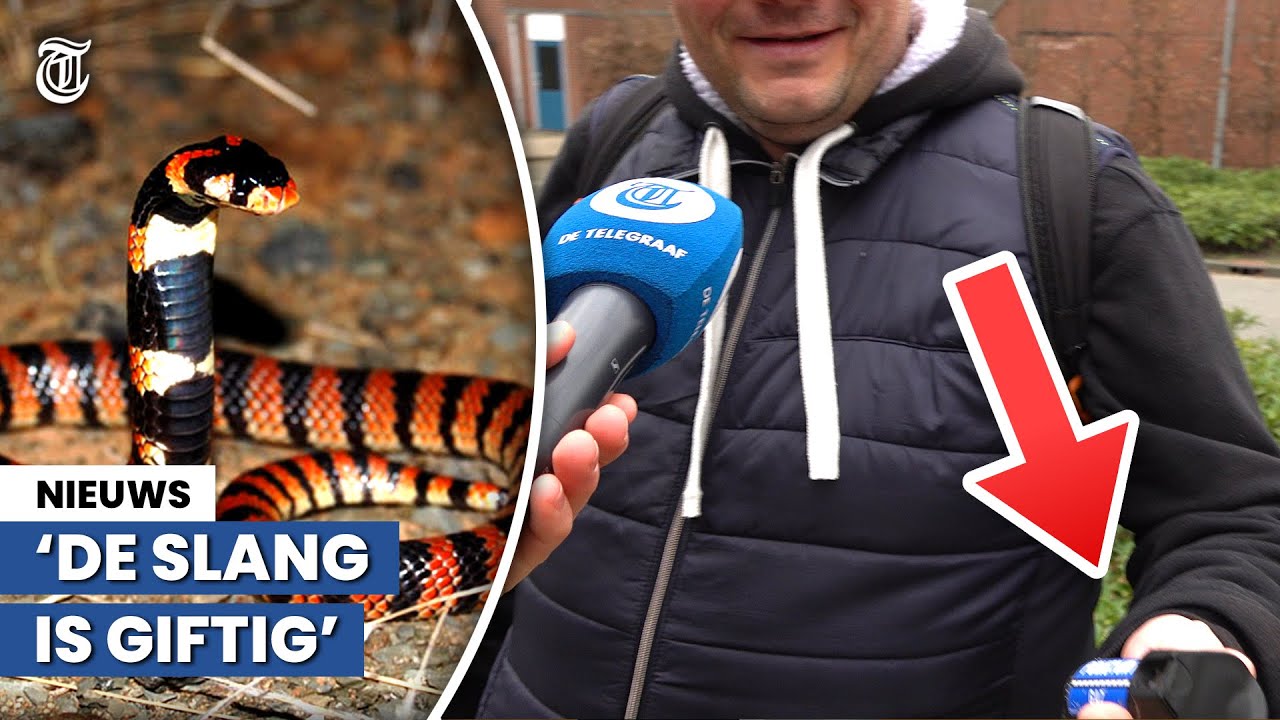 Man niet bang voor ontsnapte cobra: ‘Heb geheim wapen’