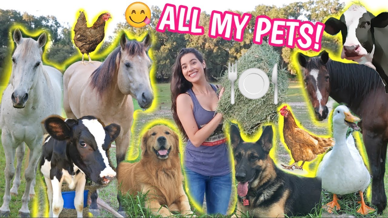 Feeding ALL My Pets In One Video