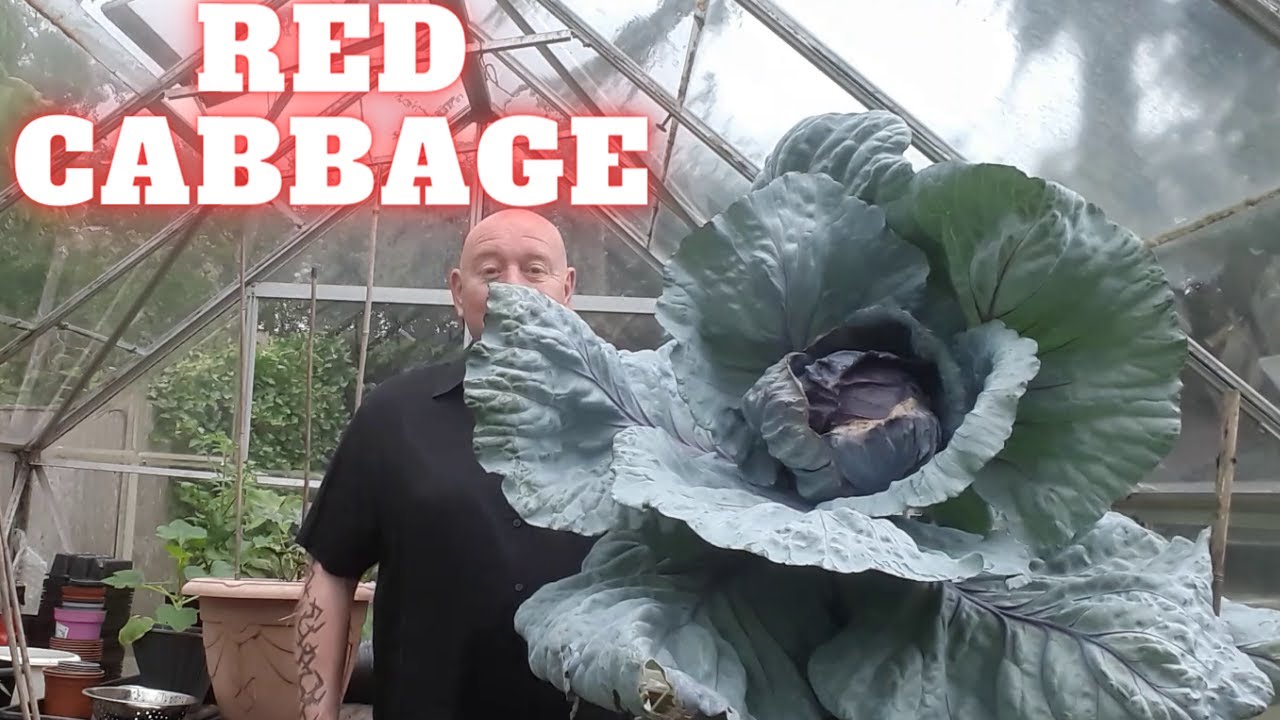 Red Cabbage Harvest [Gardening Allotment UK] [Grow Vegetables At Home ]