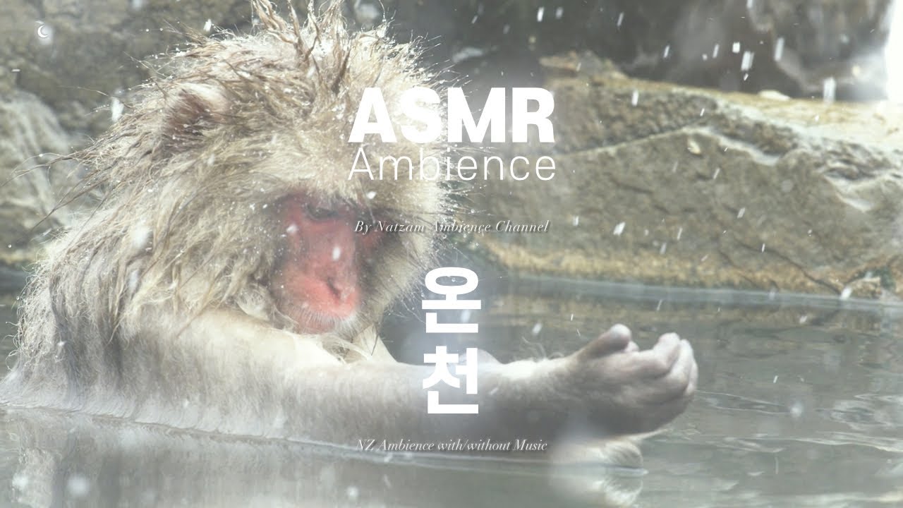 원숭이도 스트레스가 쌓이면 온천 목욕을 한다네 ASMR