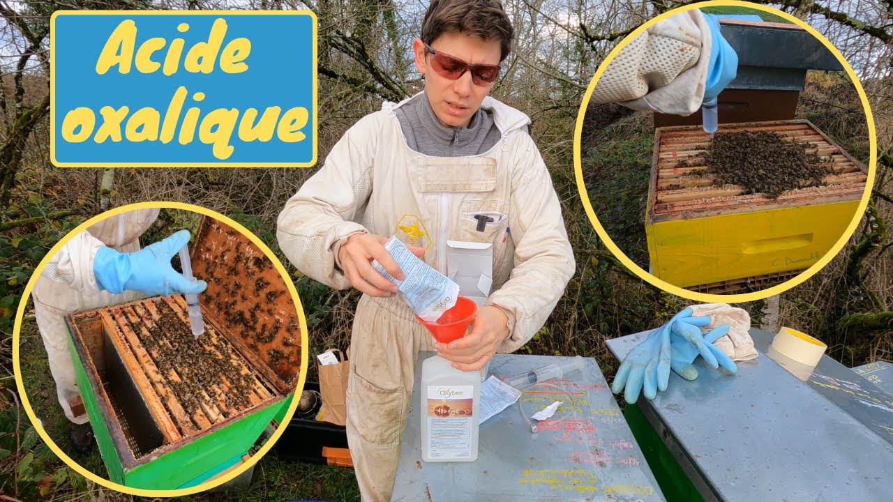 SOIGNER SES ABEILLES - L'exemple de l'acide oxalique par dégouttement hors couvain