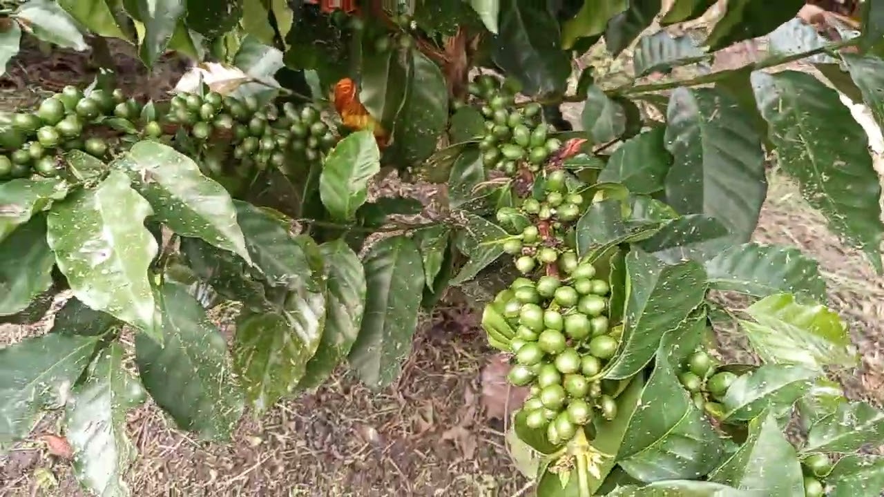 Catigua Mg2 seguimiento 19 meses