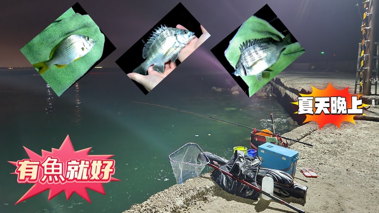 夏季 岸邊 漁港 夜磯 班頭 黑鯛 黑格 沙格 黑點 笛鯛 桃園 永安漁港 北堤南 魚體不大 好玩就好！ 20250718