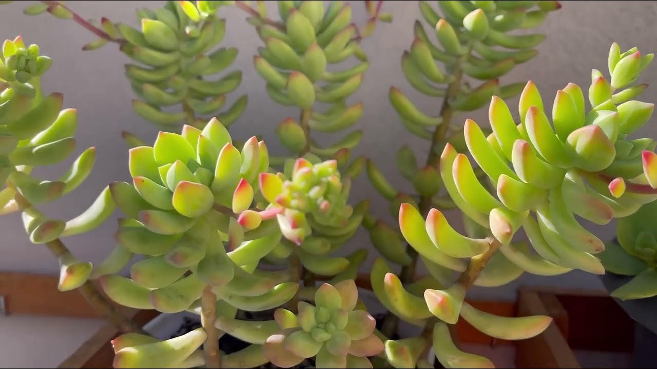 7 SUCULENTAS da esp&eacute;cie SEDUM com crescimento R&Aacute;PIDO o ano todo