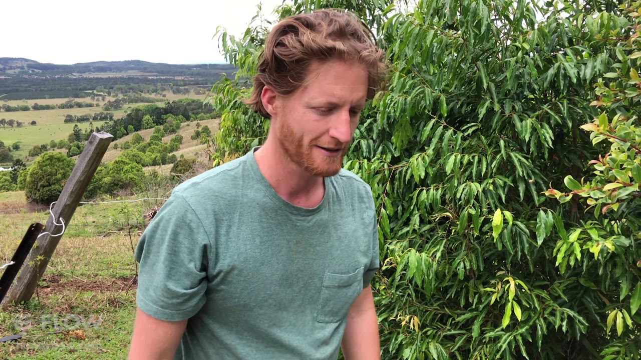 Live swarm catch - Flow Hive 🐝 [LIVE]