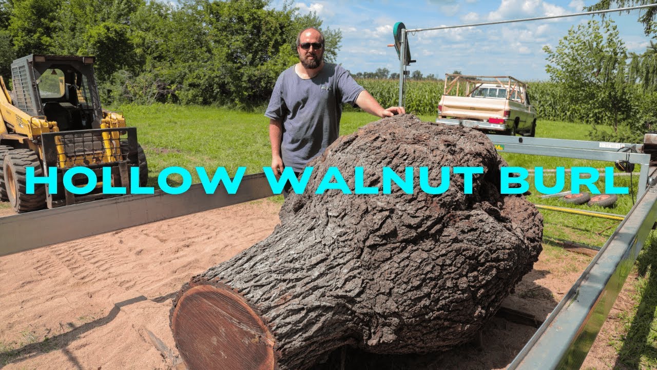 #16 Hollow Black Walnut Burl