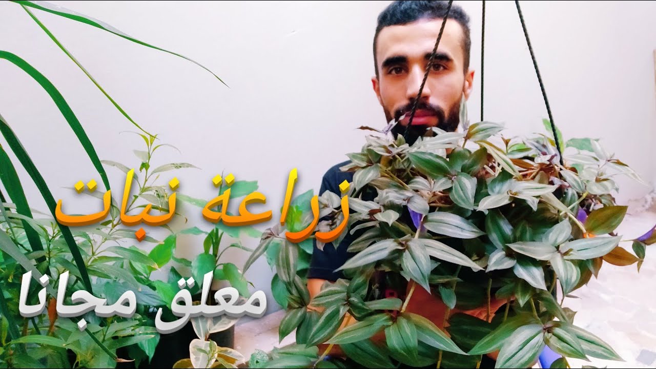 زراعة نبات المكحلة المعلق ♥️😍