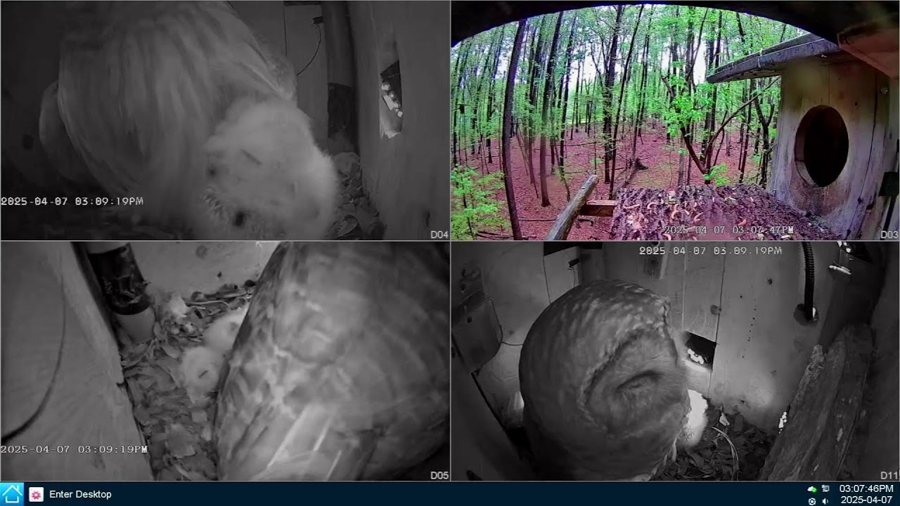 Barred Owl, Leesville Owls Live Stream
