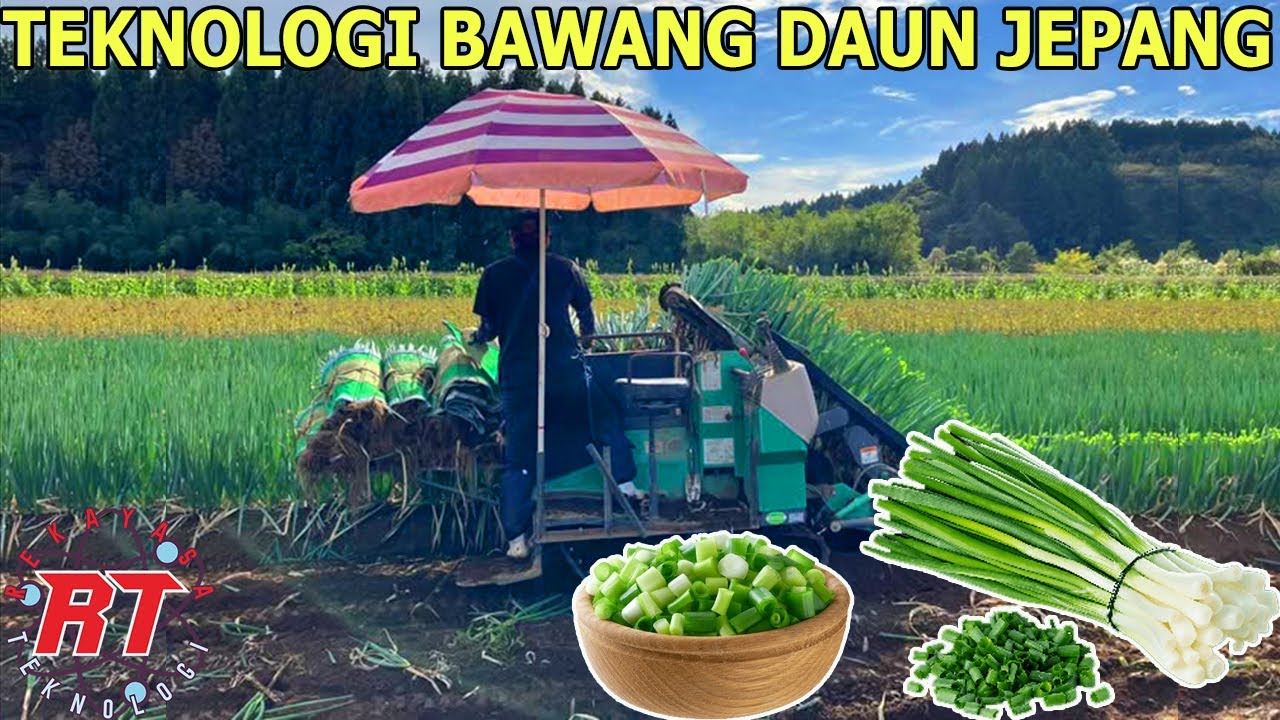 INOVASI PERTANIAN JEPANG MENGINTIP TEKNOLOGI CANGGIH DI BALIK PRODUKSI BAWANG DAUN JEPANG